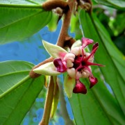 Fleur de cacao 